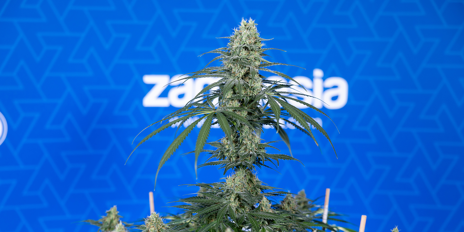 Typick&aacute; v&yacute;&scaron;ka a doba kveten&iacute;