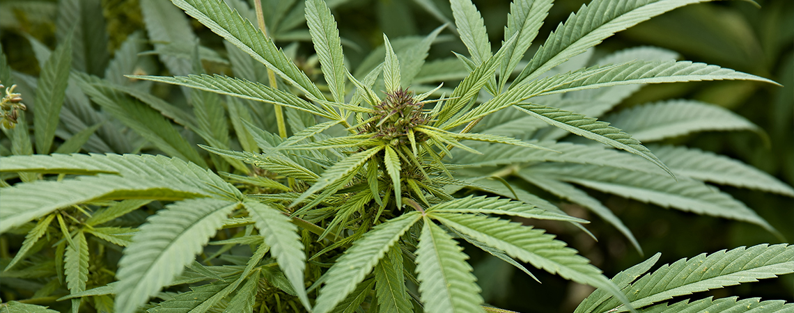 Co je cannabis sativa?