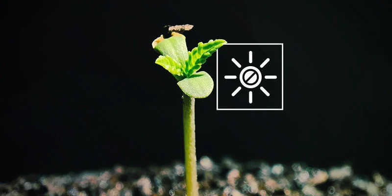 Slab&eacute; nebo vyt&aacute;hl&eacute; sazenice: Nedostatek světla