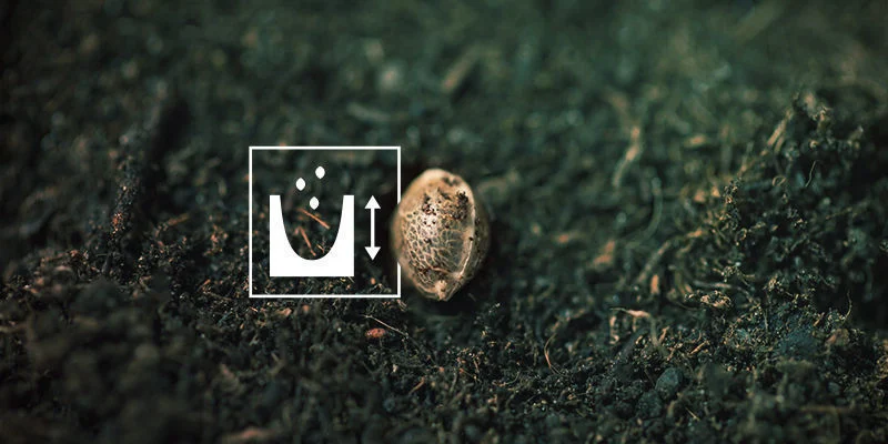 Semena konop&iacute; nekl&iacute;č&iacute;: Semena nejsou zasazen&aacute; dostatečně hluboko