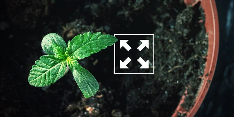 Slab&eacute; nebo vyt&aacute;hl&eacute; sazenice: Nespr&aacute;vně velk&eacute; květin&aacute;če