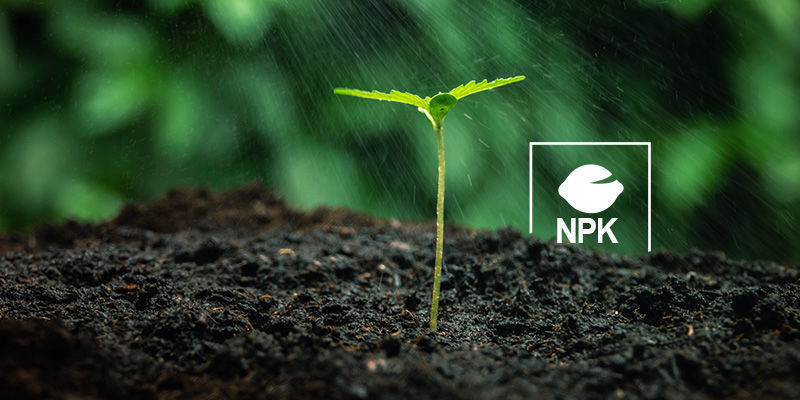 Jak dod&aacute;vat živiny rostlin&aacute;m konop&iacute;