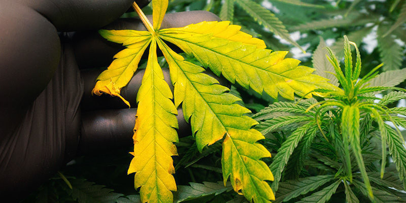 Rozpozn&aacute;n&iacute; probl&eacute;mů s živinami