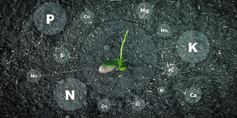 Jak&eacute; živiny konopn&eacute; rostliny potřebuj&iacute;?