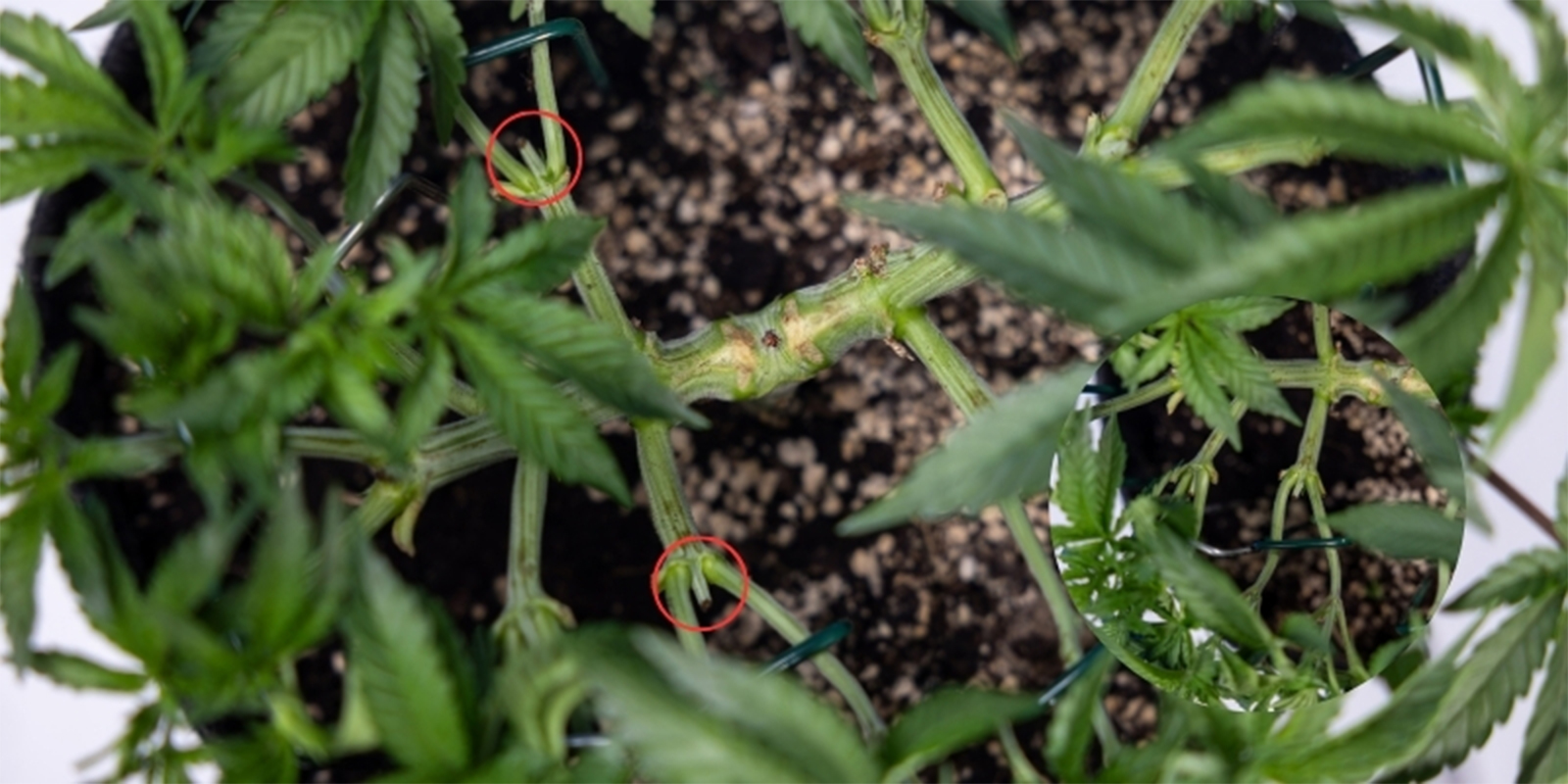 Can you top cannabis multiple times?