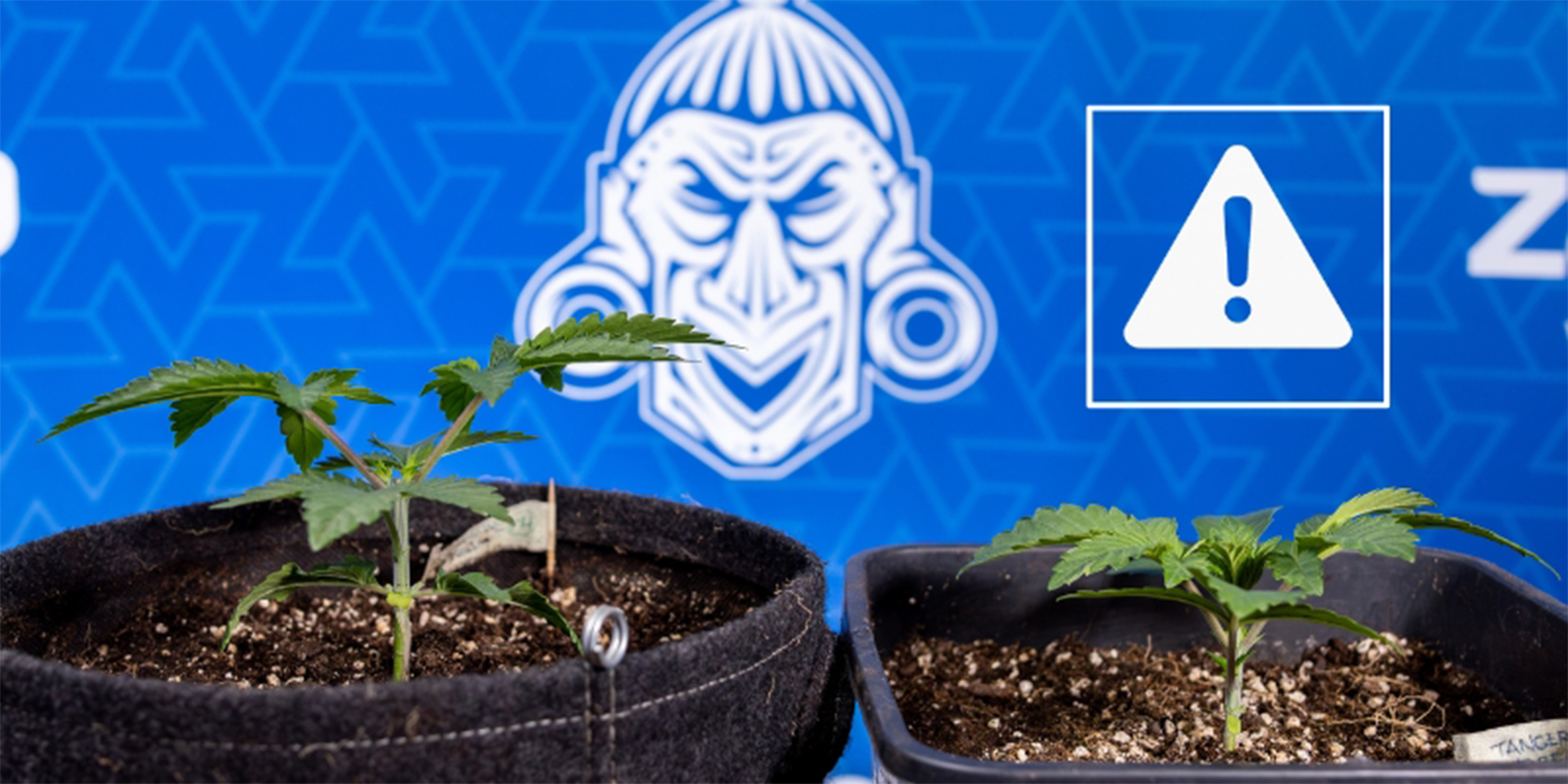 Čast&eacute; chyby při toppingov&aacute;n&iacute; konop&iacute;