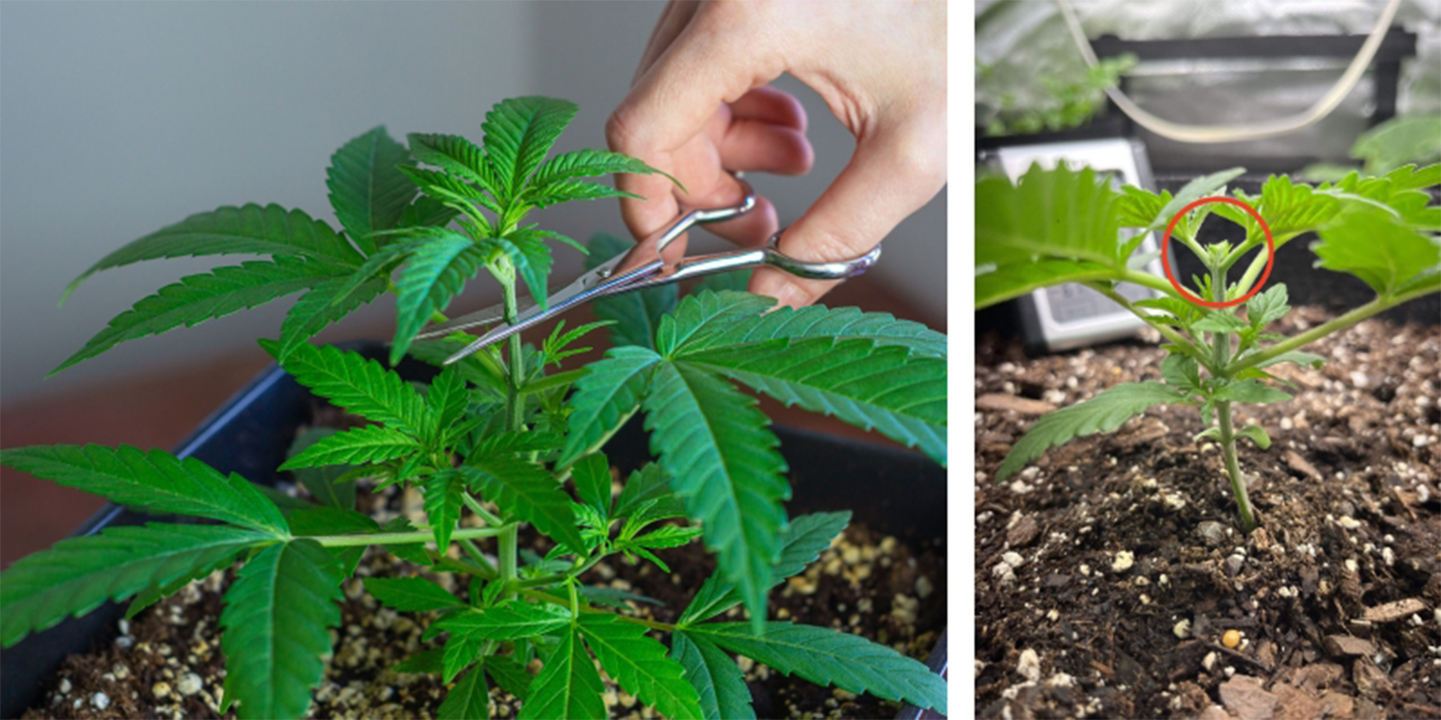 Instructions (step-by-step)