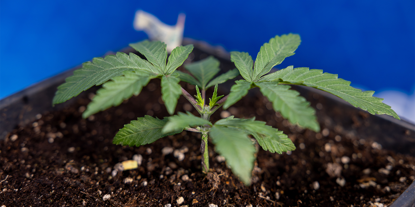 Vyplat&iacute; se za&scaron;tipov&aacute;n&iacute; konop&iacute;?