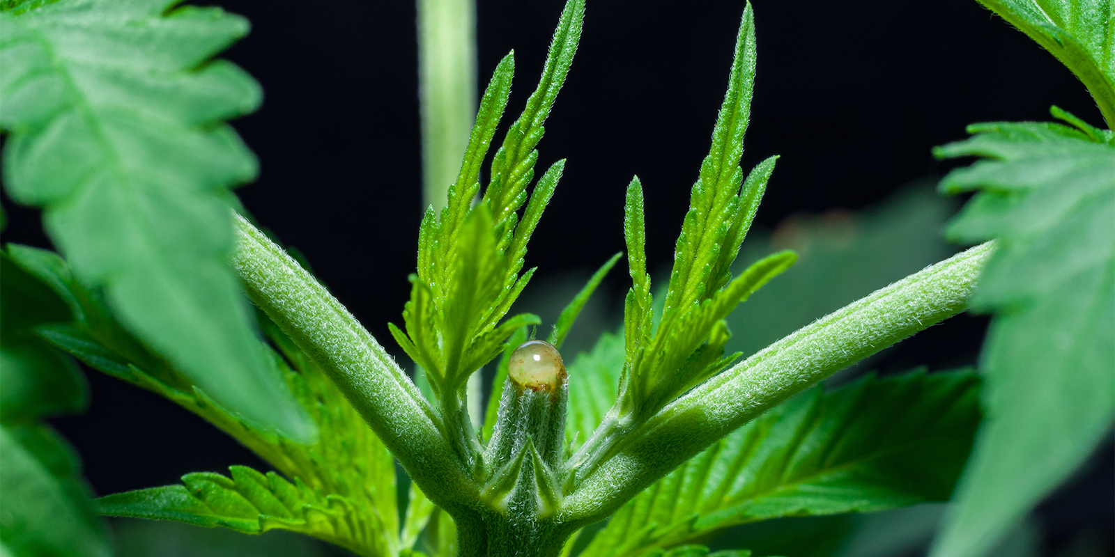 Regenerace a p&eacute;če o rostliny po topping