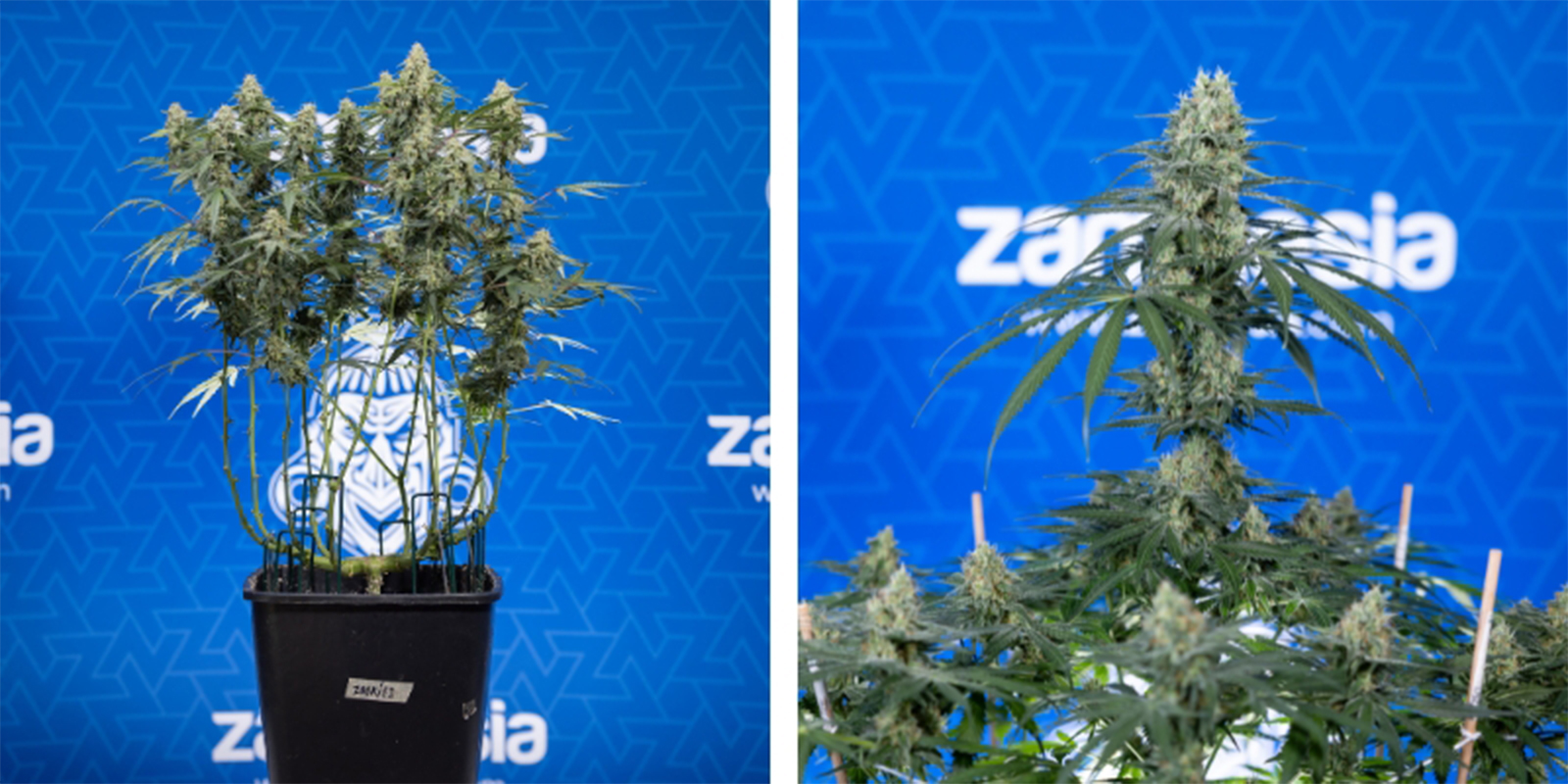 Topping vs not topping