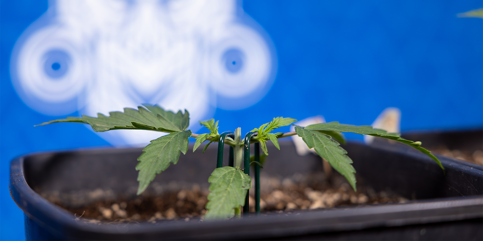 Co je topping u konop&iacute;?