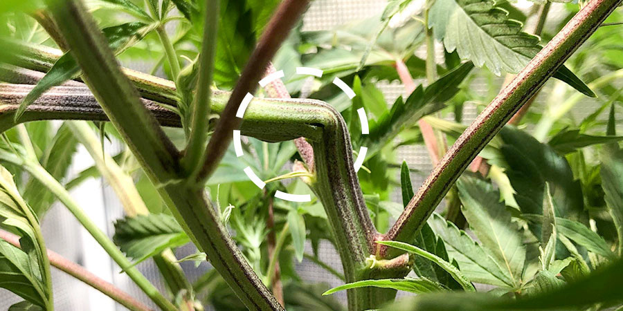 Jak na super cropping konop&iacute;