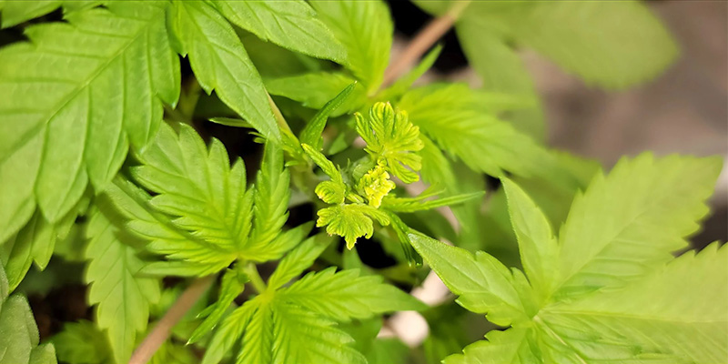 Is fimming the best pruning method for cannabis?