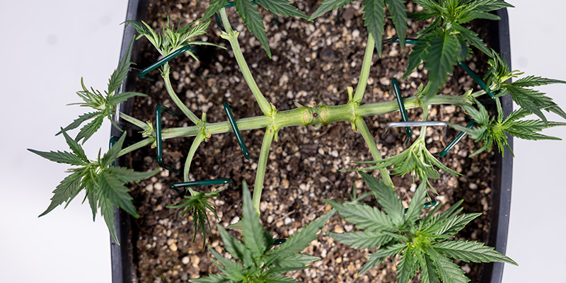 Low-stress training (LST)