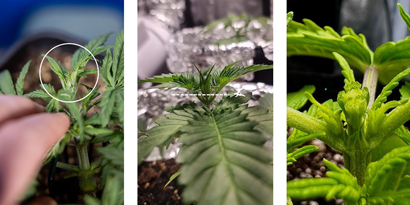 Krok za krokem: Jak prov&eacute;st FIM u konop&iacute;