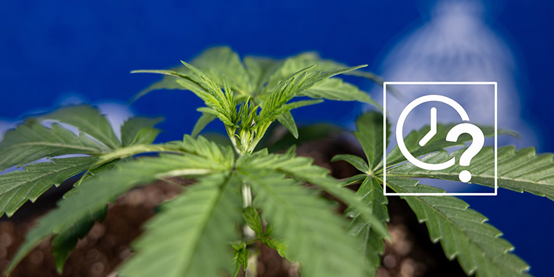 Kdy za&scaron;tipovat (fim) sv&eacute; rostliny