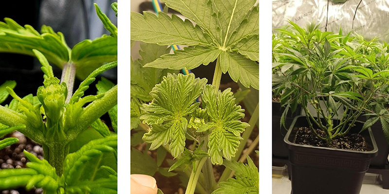 Proč FIM u konop&iacute;?