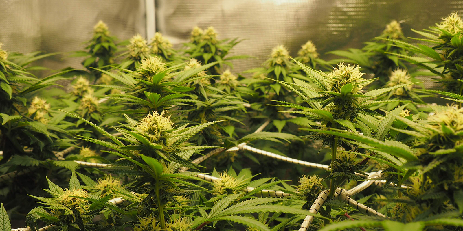 V&yacute;běr odrůdy konop&iacute; pro ScrOG