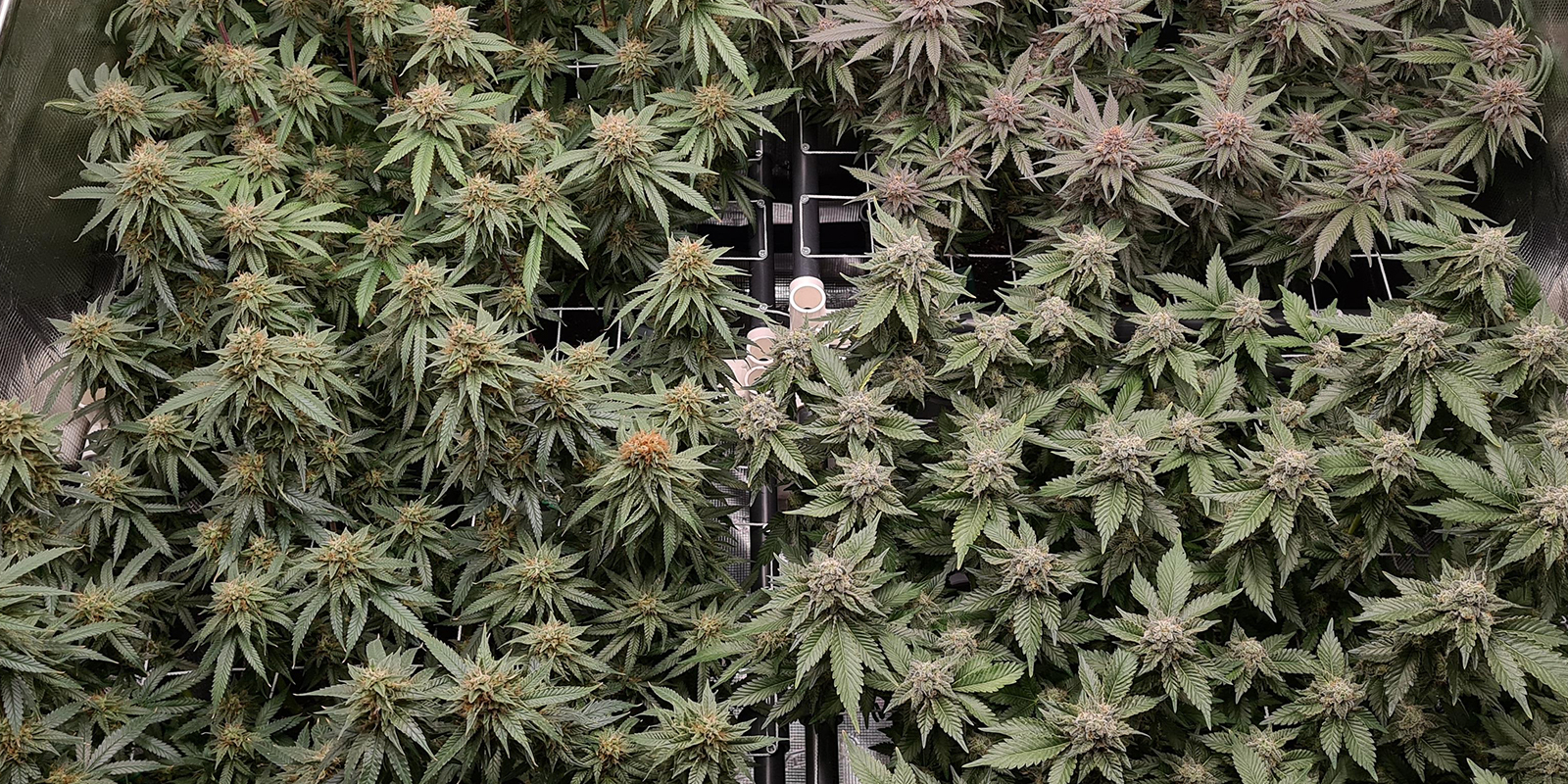 Ready to ScrOG? Turn knowledge into results
