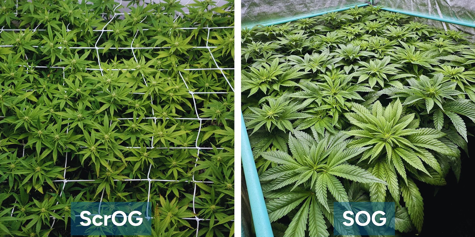 ScrOG vs SOG: Jak&yacute; je rozd&iacute;l?