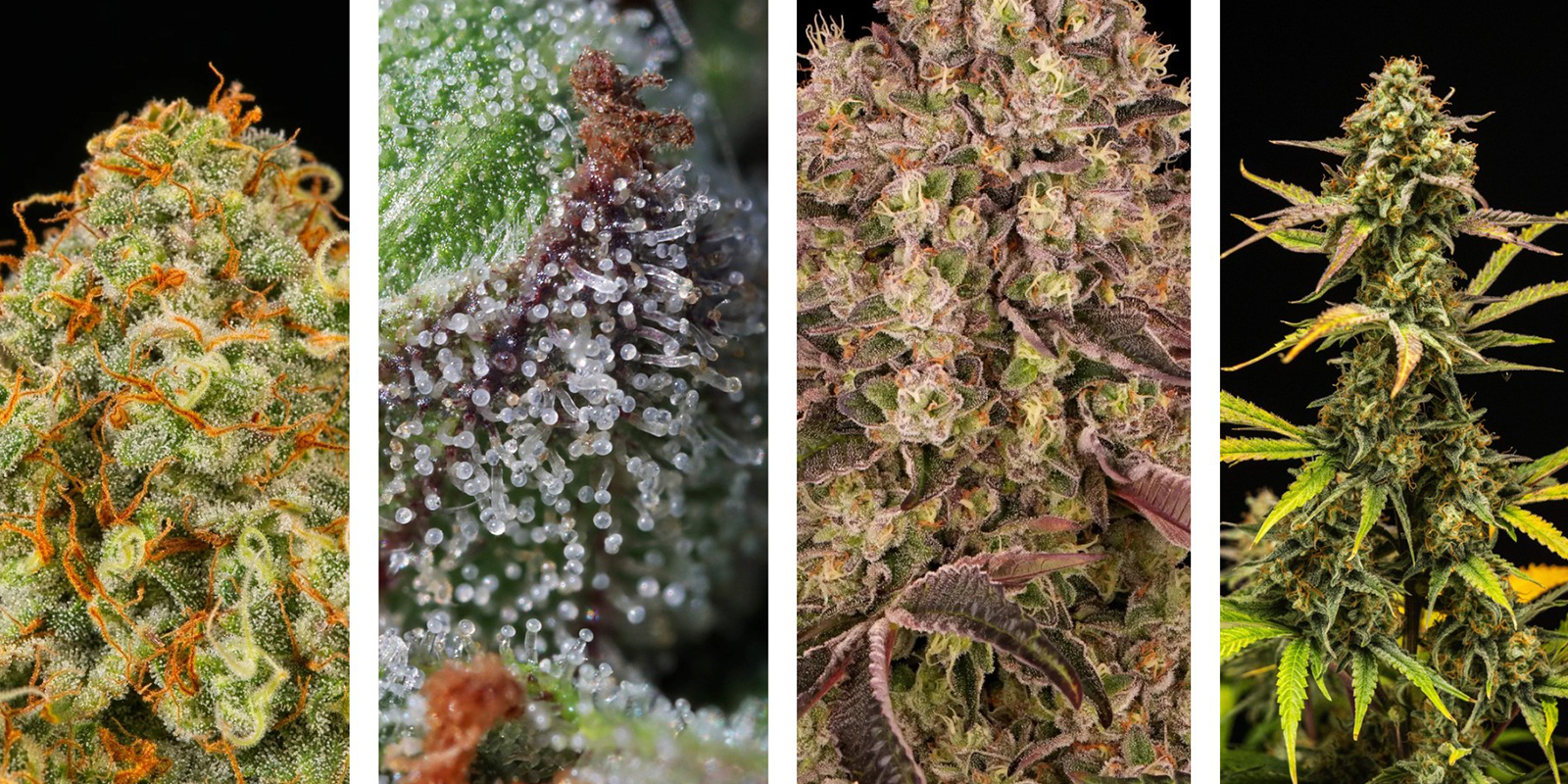 Signs it's time to harvest