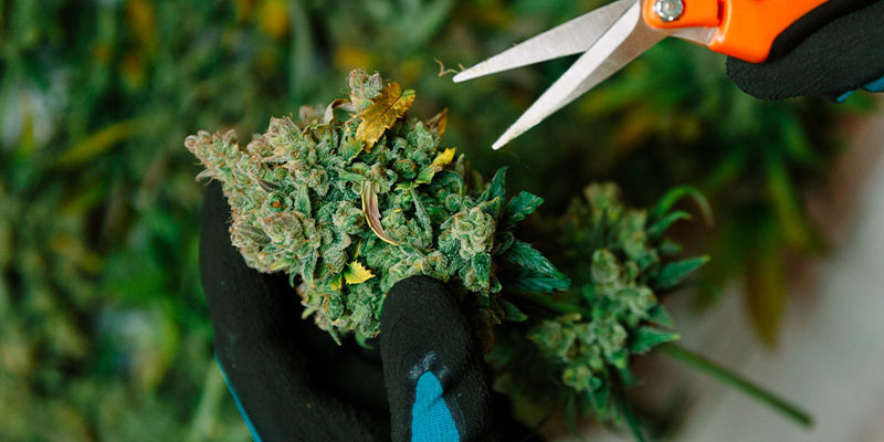 Ne&scaron;etrn&eacute; zach&aacute;zen&iacute; s květy