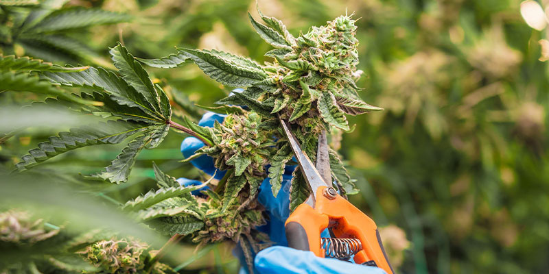 Sklizeň hotov&aacute;: Co d&aacute;l?