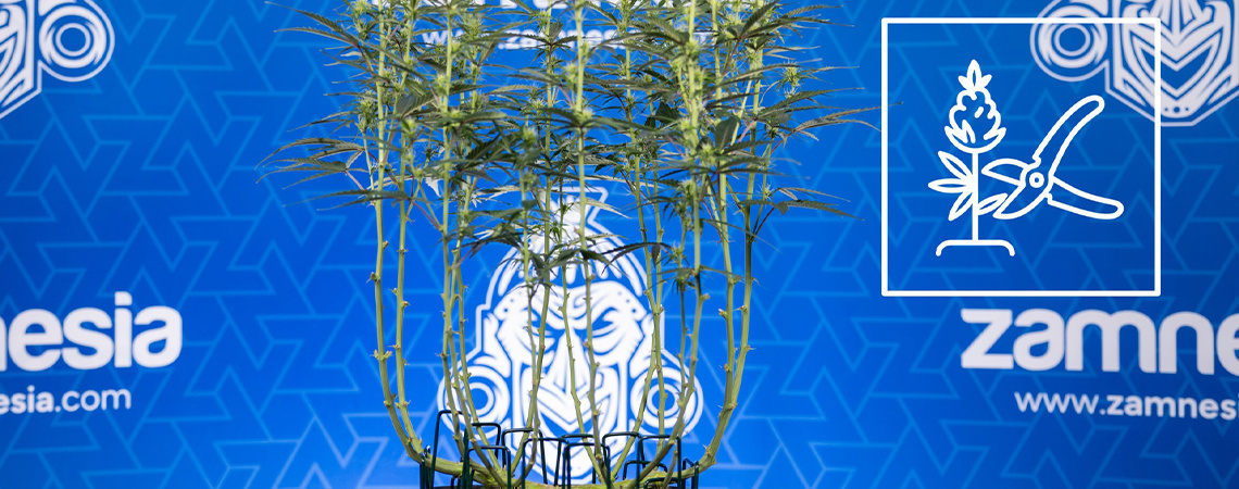 Jak lollipoppingem prořez&aacute;vat konop&iacute;