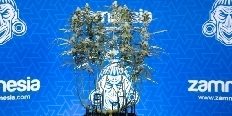 Lollipopujte jako prof&iacute;k a vypěstujte lep&scaron;&iacute; rostliny se Zamnesi&iacute;