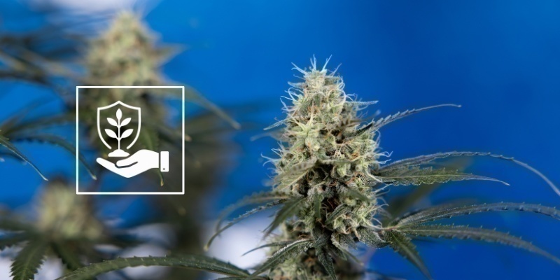 P&eacute;če o rostliny po lollipoppingu