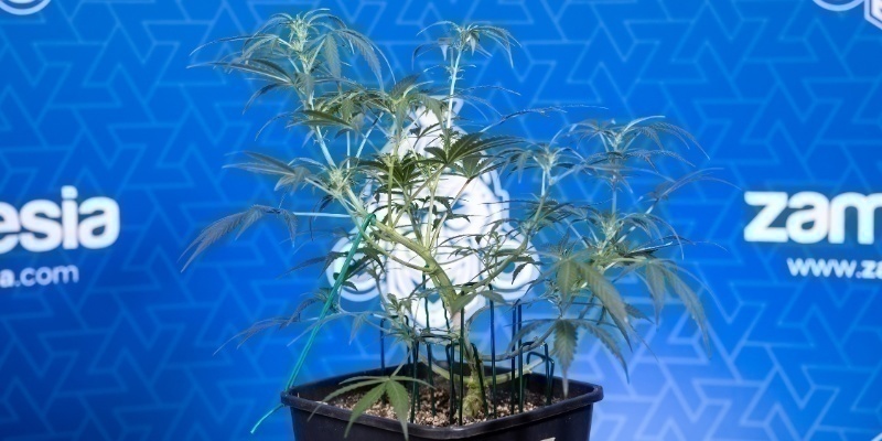 Signs your plant is ready