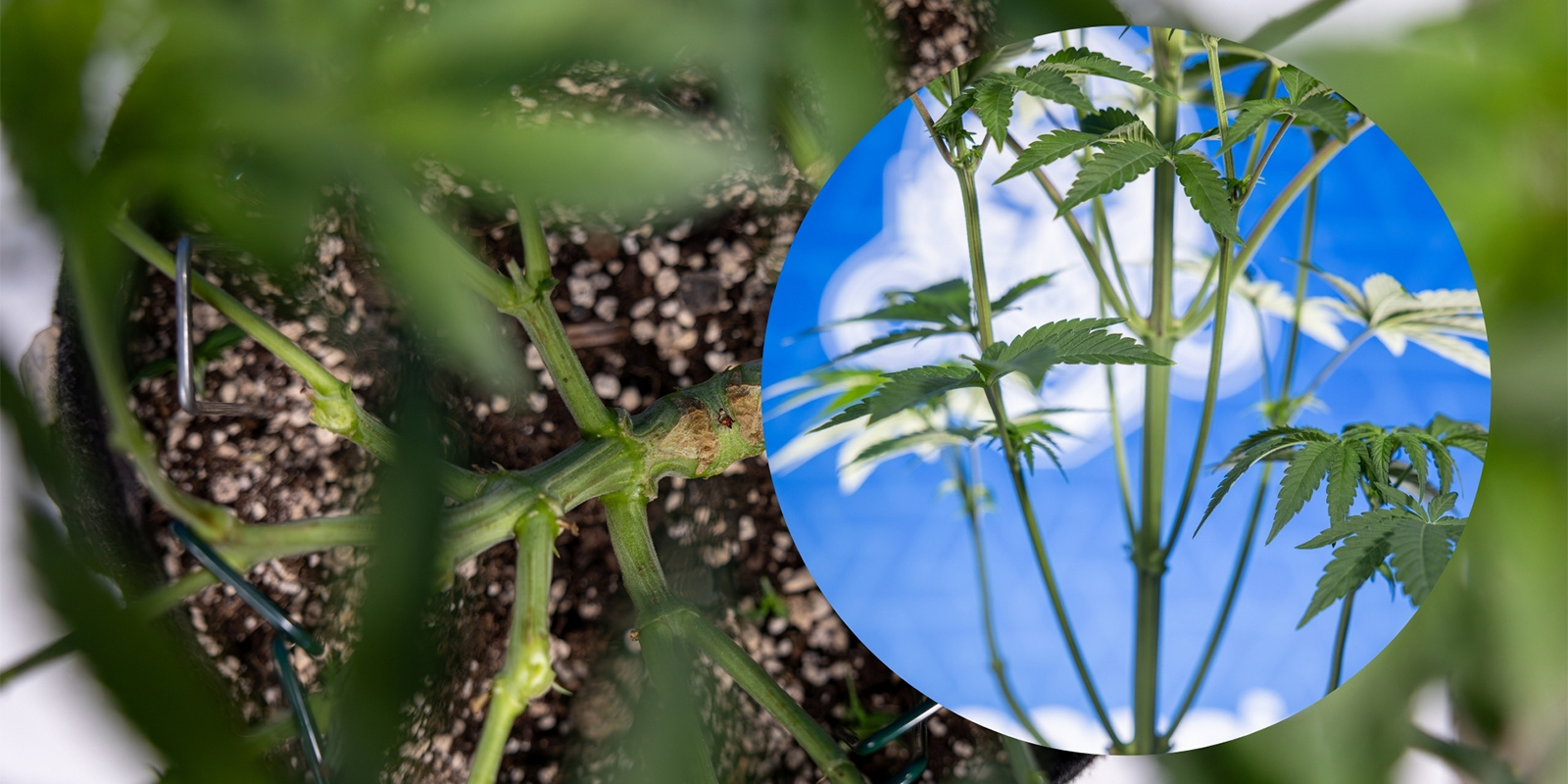 Krok 1: Identifikujte spodn&iacute; růst