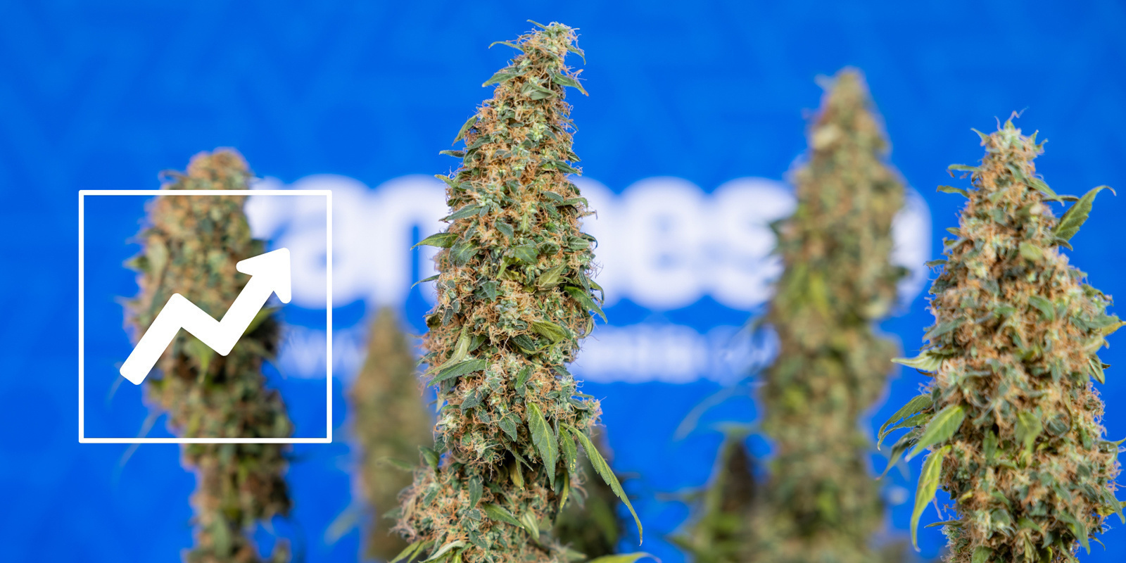 V&yacute;hody lollipoppingu konop&iacute;