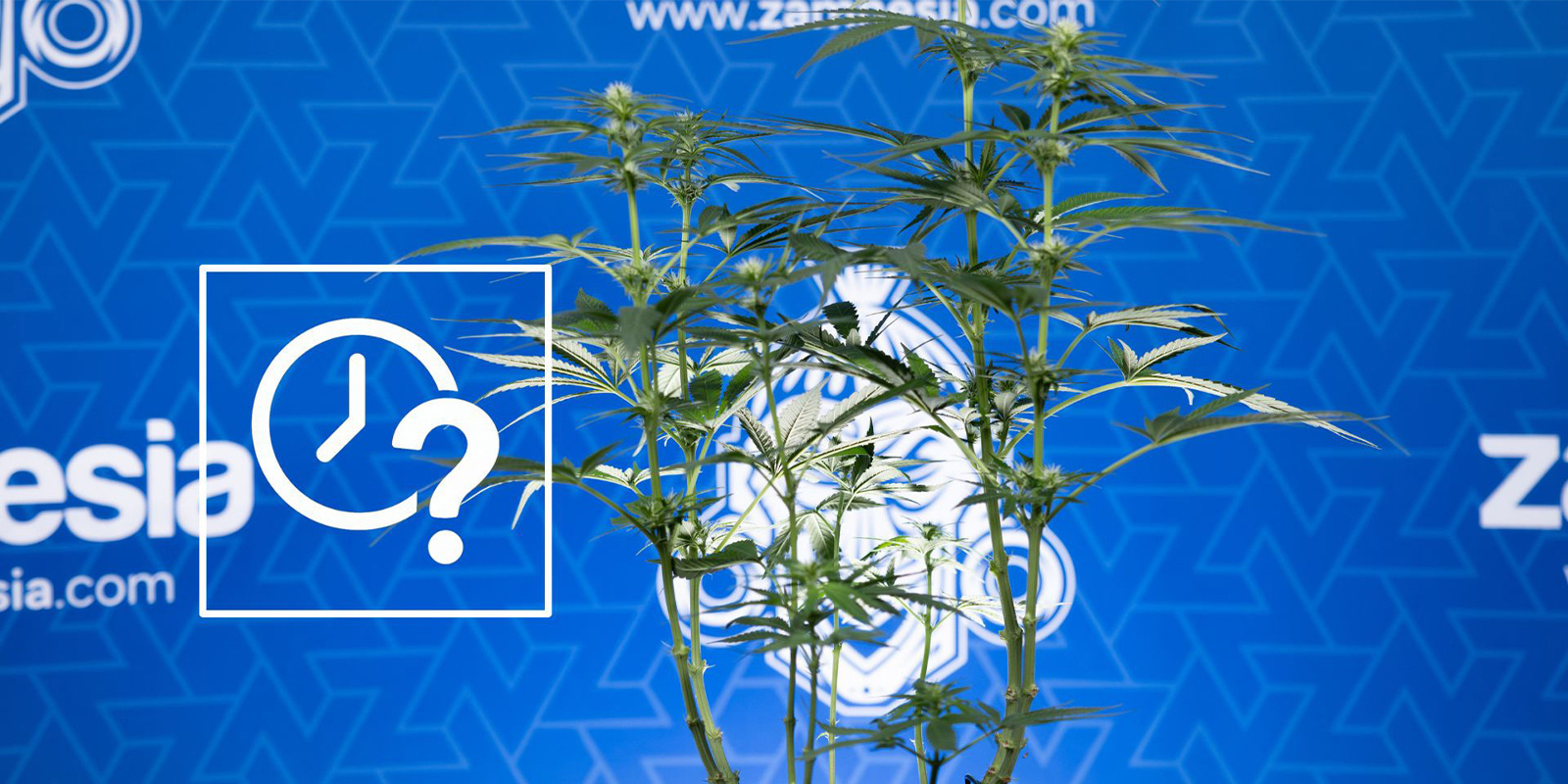 Kdy prov&eacute;st lollipopping konop&iacute;