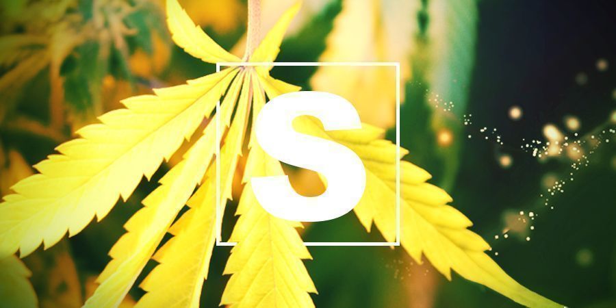 NEDOSTATEK S&Iacute;RY