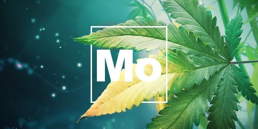 Nedostatek molybdenu