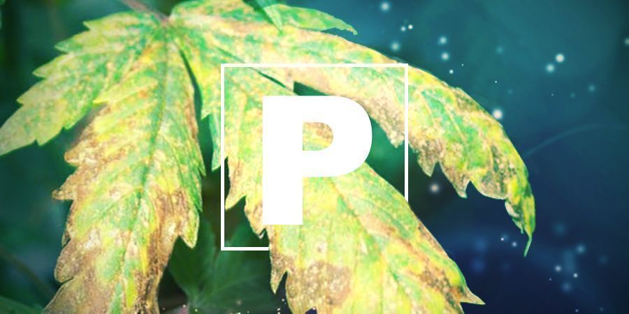 NEDOSTATEK DRASL&Iacute;KU