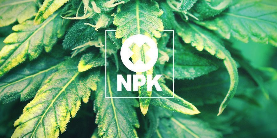 Nedostatek makro- a mikroživin