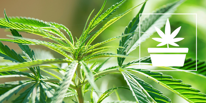 Vegetačn&iacute; f&aacute;ze pěstov&aacute;n&iacute; konop&iacute;