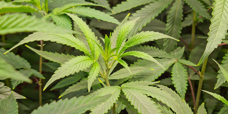 Vegetačn&iacute; f&aacute;ze: Dopřejte rostlin&aacute;m v&scaron;e, co potřebuj&iacute; k růstu