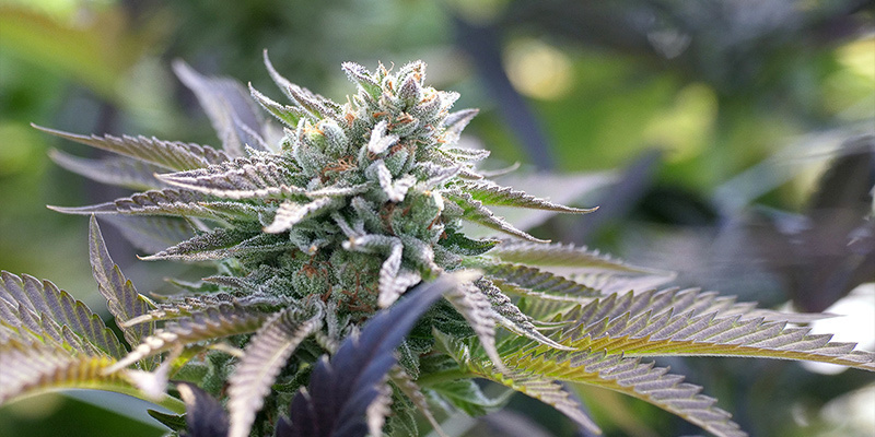 Kvetouc&iacute; f&aacute;ze: D&eacute;lka trv&aacute;n&iacute; a světeln&yacute; cyklus