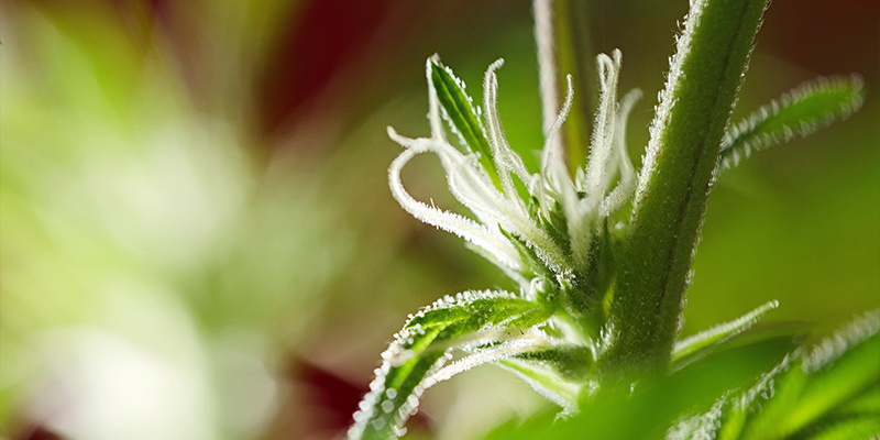 Co je f&aacute;ze květu?