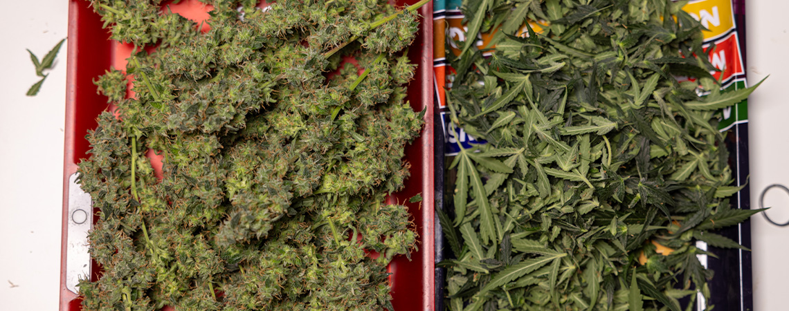 Co dělat se zbyl&yacute;mi listy a ořezem konop&iacute;