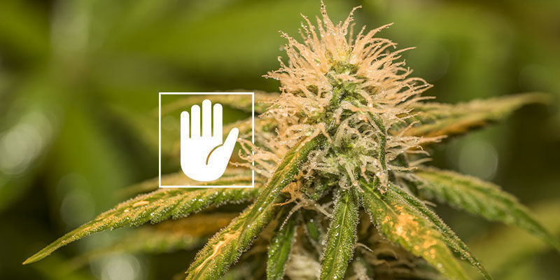 Mohu stř&iacute;kat neemov&yacute; olej na sv&eacute; květy?