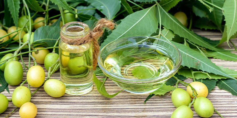 Je neemov&yacute; olej bezpečn&yacute; pro rostliny konop&iacute;?