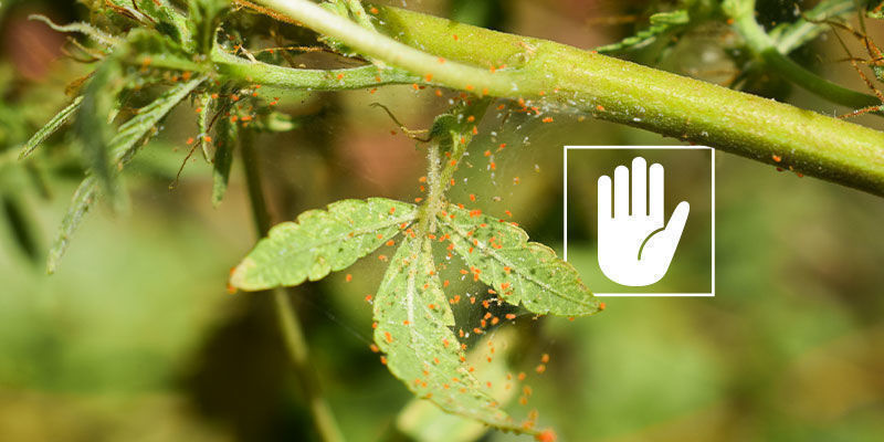 Proti čemu je neemov&yacute; olej &uacute;činn&yacute;?