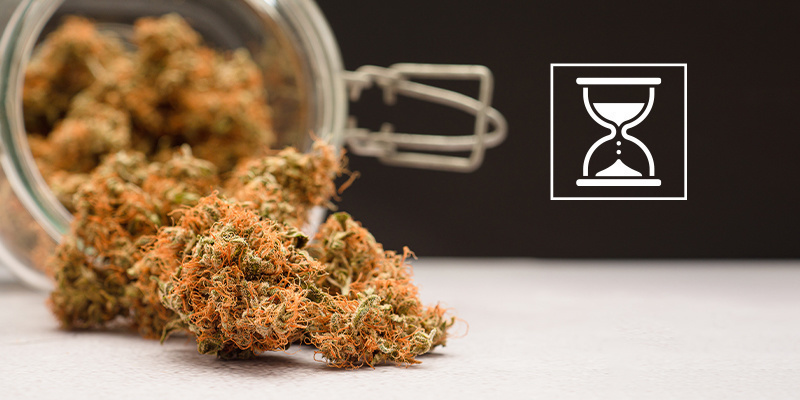 Can you cure cannabis too long?