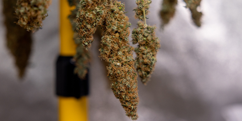 Su&scaron;en&iacute;: Z&aacute;klad kvalitn&iacute;ho zr&aacute;n&iacute;