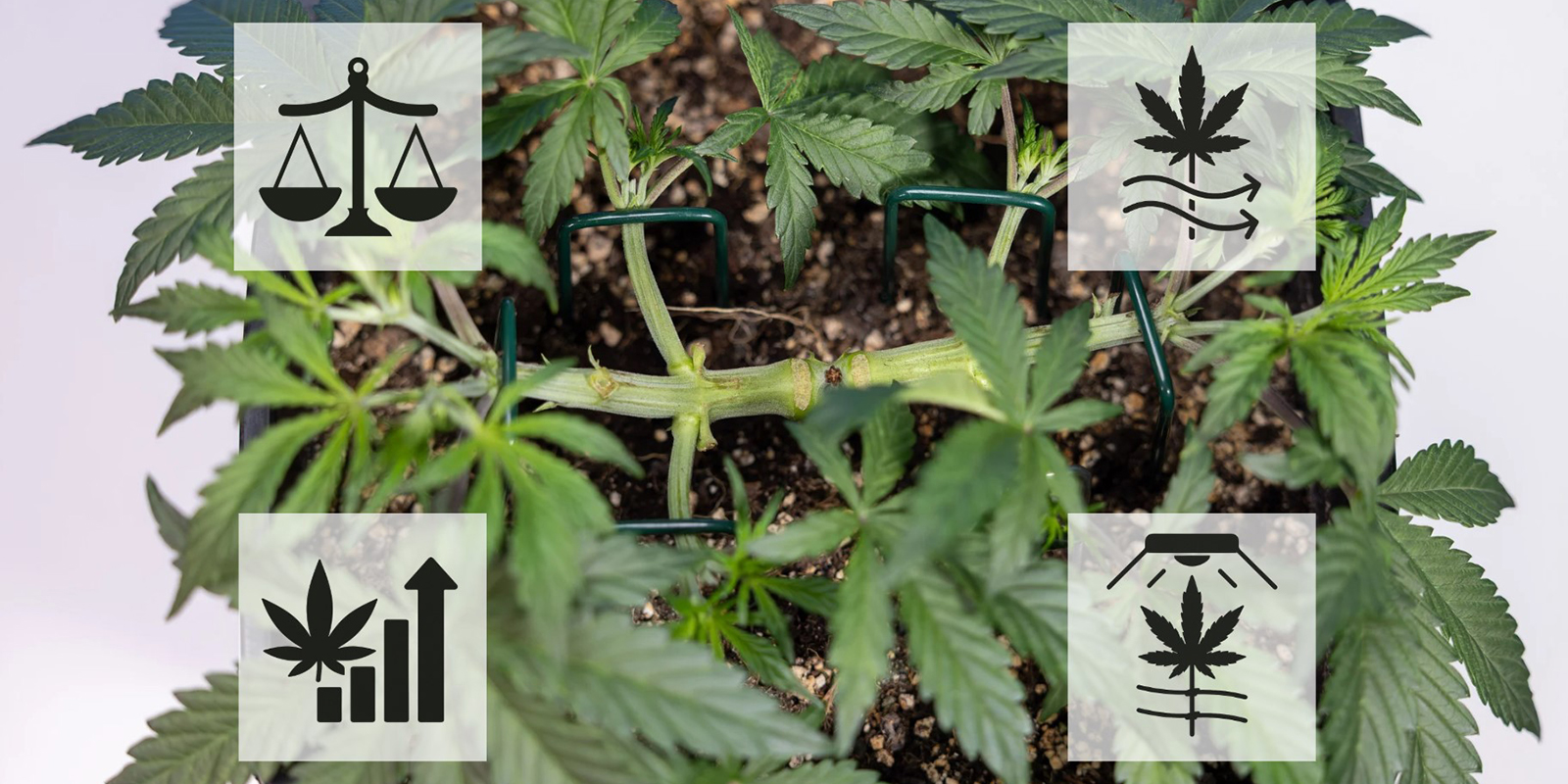 V&yacute;hody mainliningu konop&iacute;