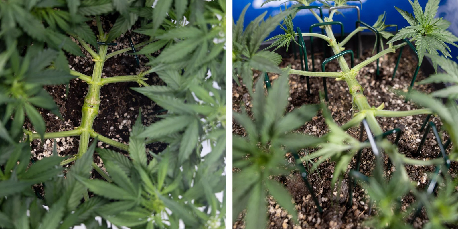 Mainlining autoflowers: Can it be done?
